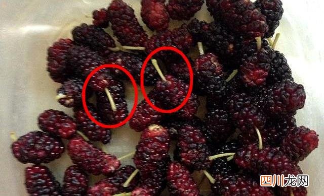 桑葚怎么洗才能洗干净？6个技巧快速无残留