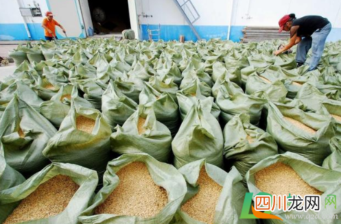 2020粮食紧缺是真的吗