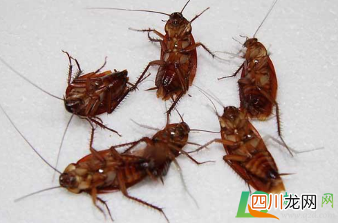 上门除蟑螂服务可靠吗