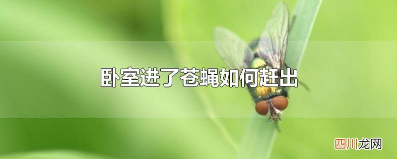 卧室进了苍蝇如何赶出