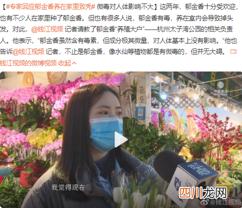 郁金香养在家里致秃真的吗