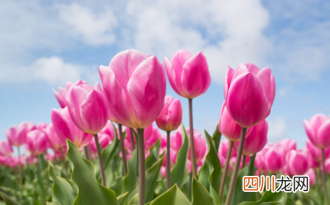 郁金香养在家里致秃真的吗