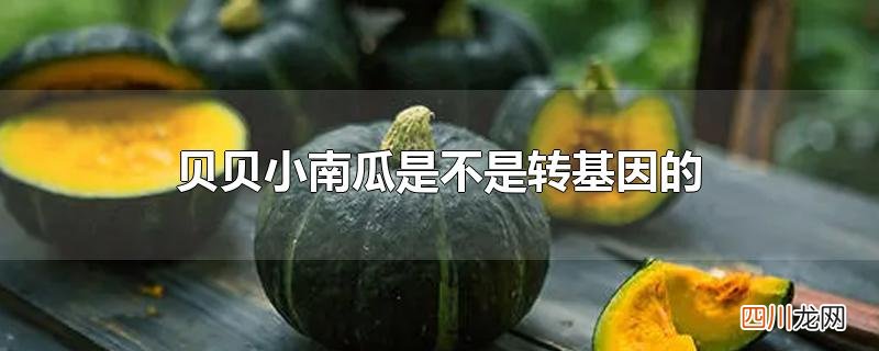 贝贝小南瓜是不是转基因的