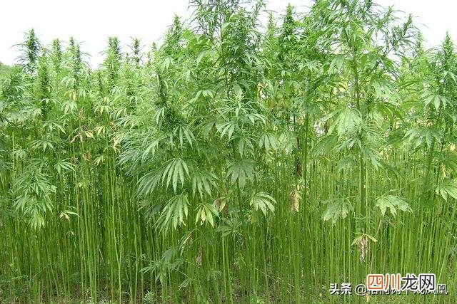 古书上记载的诡异“咒术”，有人用它来盗墓，真的打开了墓门