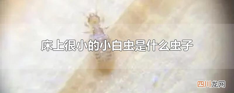 床上很小的小白虫是什么虫子