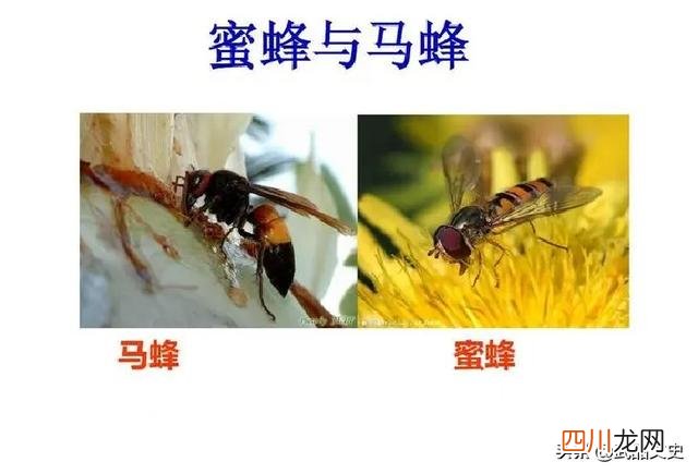 农村俗语：“四月蜂八月蛇，九月黄鳝惹不得”，农村人深有体会