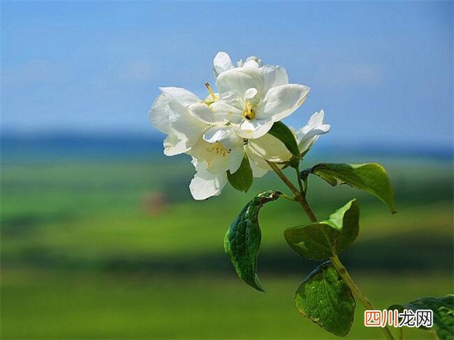 看花发的朋友圈短句 赏花发朋友圈微信句子