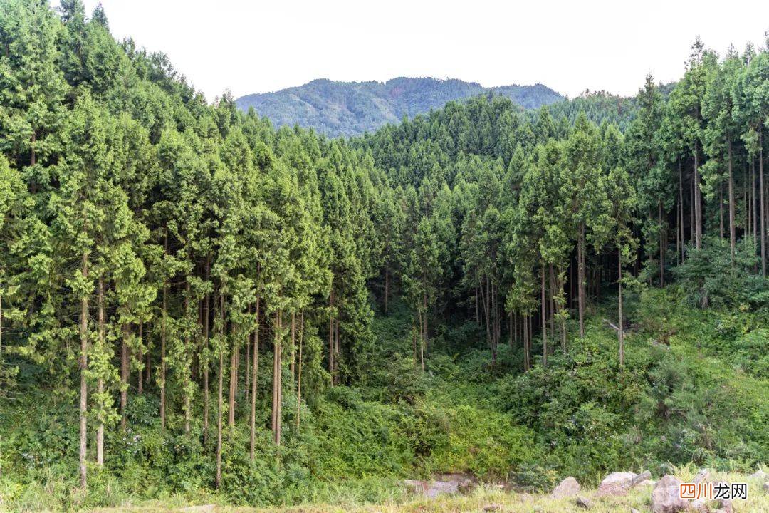 3天2晚探访邛崃秘境，牵手爱人共享林间24℃的清凉！