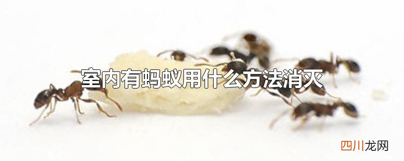 室内有蚂蚁用什么方法消灭