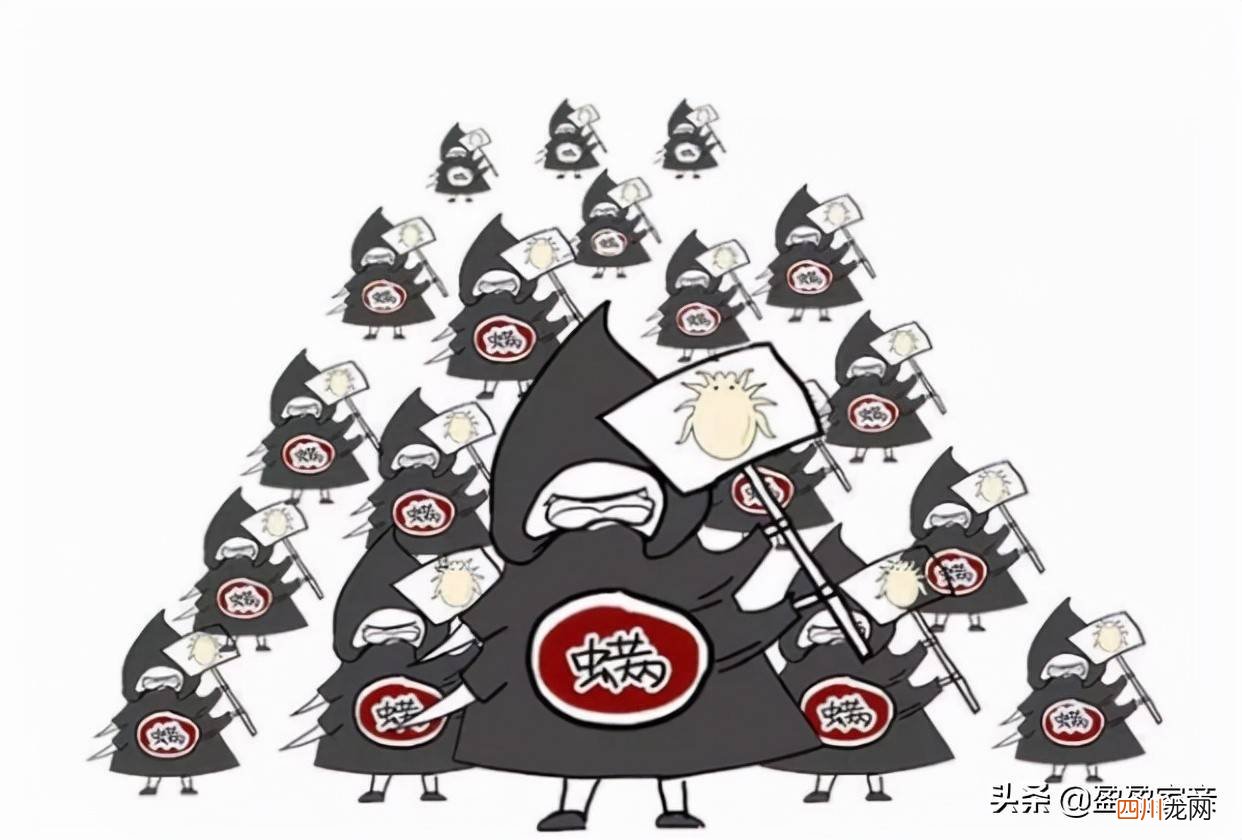 居家除螨虫的6个小妙招 家庭如何去除螨虫