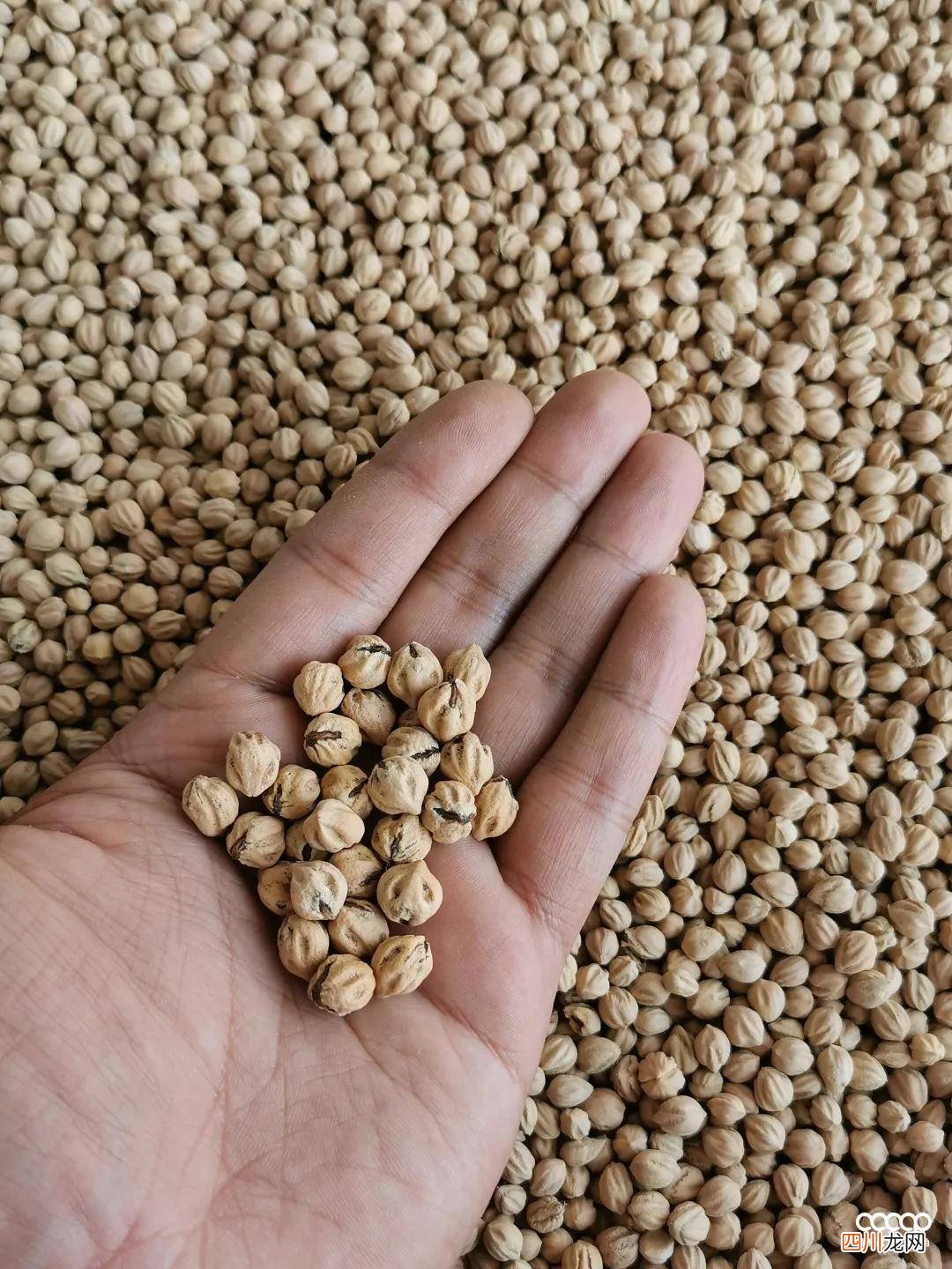 强烈建议分享 百香籽压箱底干货！当心，颠覆你的三观！
