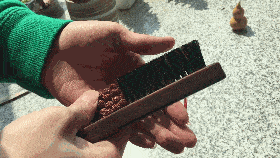 金刚菩能不能盘红？看子就知道！