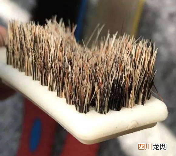 金刚菩能不能盘红？看子就知道！