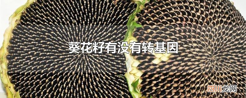 葵花籽有没有转基因