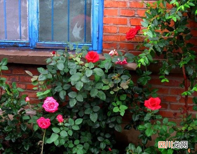2010年的情人节晚上，老公从超市买回一袋500克的玫瑰花茶送给我