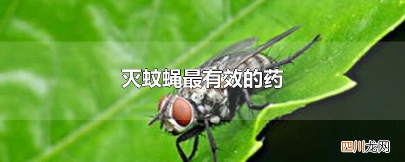 灭蚊蝇最有效的药