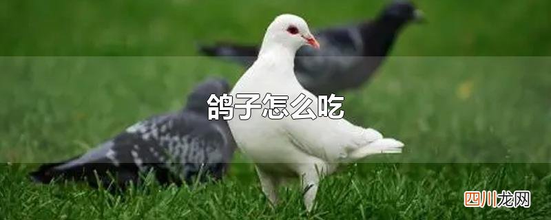 鸽子怎么吃