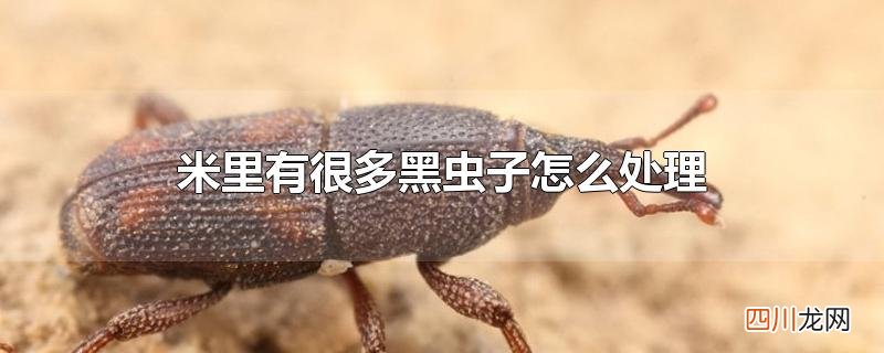 米里有很多黑虫子怎么处理