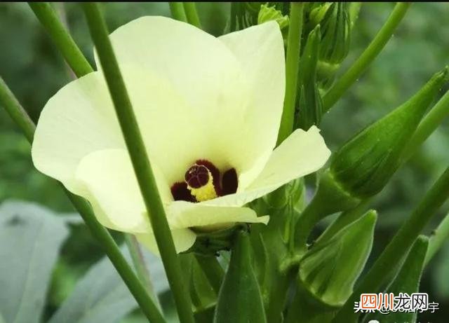 种植什么产品销路好利润高 种地种什么最赚钱