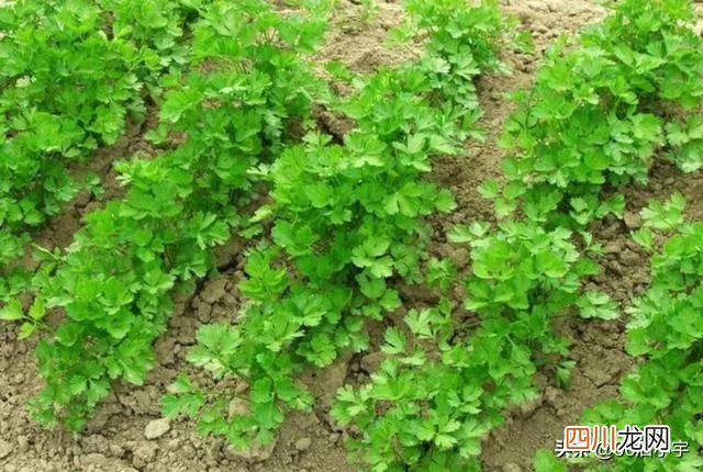 种植什么产品销路好利润高 种地种什么最赚钱