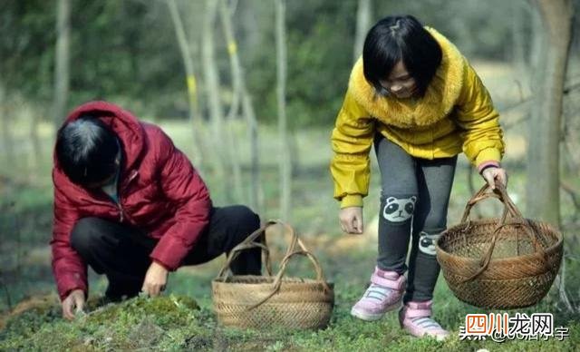 种植什么产品销路好利润高 种地种什么最赚钱