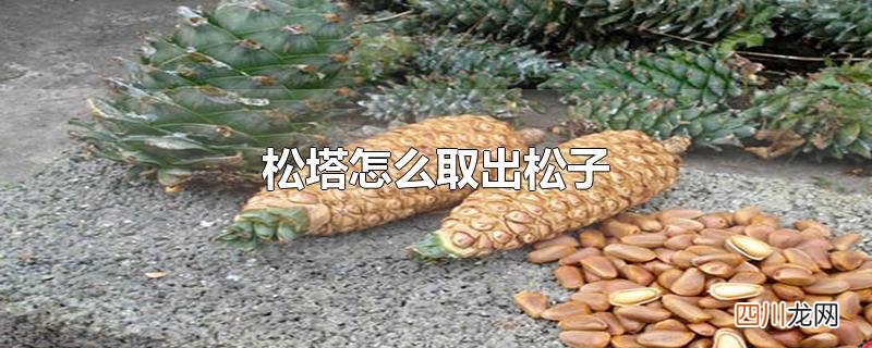 松塔怎么取出松子
