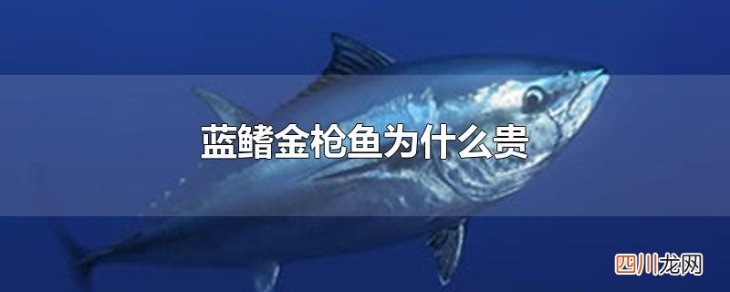 蓝鳍金枪鱼为什么贵
