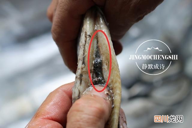 带鱼为什么这么腥 起底带鱼的腥味来源，别再冤枉“鱼鳞”了，它真不是罪魁祸首