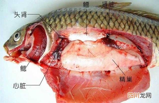 据说鱼都没有心脏是真的吗？ 鱼有没有心脏