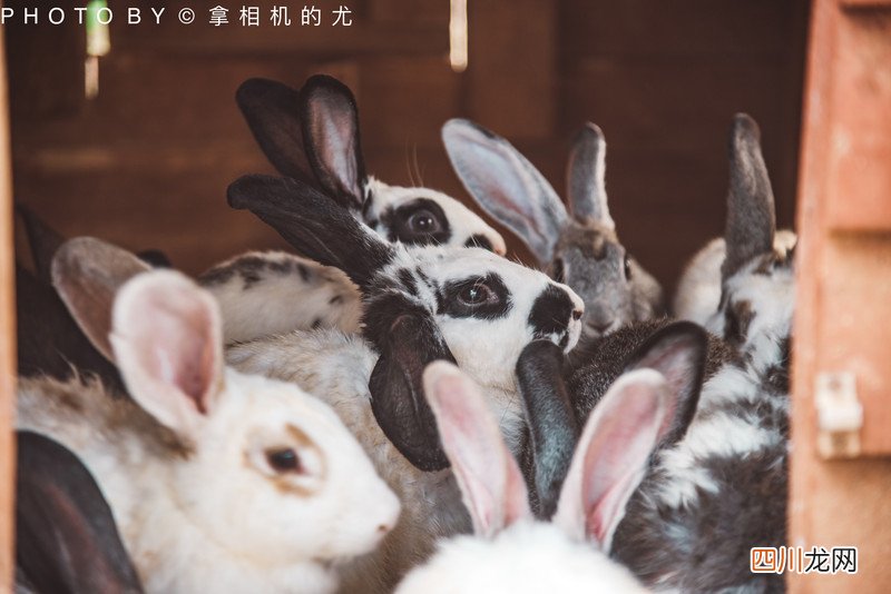 含最详全攻略 愿你总有欢乐在身旁｜七彩云南&amp;middot;古滇名城