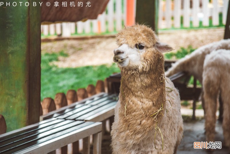 含最详全攻略 愿你总有欢乐在身旁｜七彩云南&amp;middot;古滇名城
