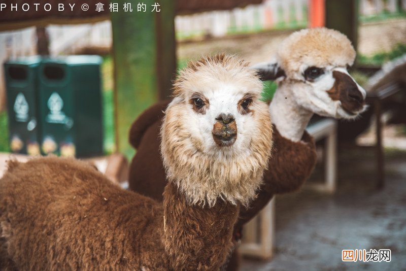 含最详全攻略 愿你总有欢乐在身旁｜七彩云南&amp;middot;古滇名城