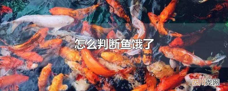 怎么判断鱼饿了