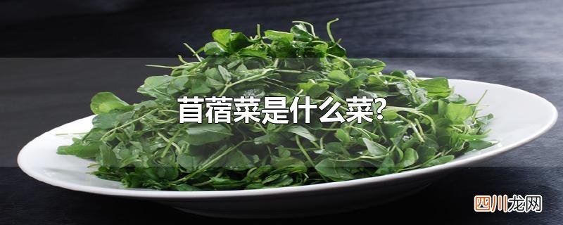 苜蓿菜是什么菜?