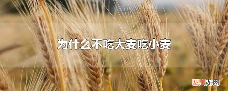 为什么不吃大麦吃小麦