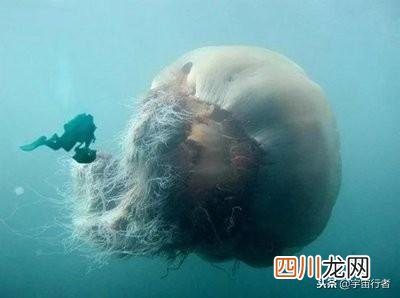 水母到底是不是鱼类 水母是什么动物类型