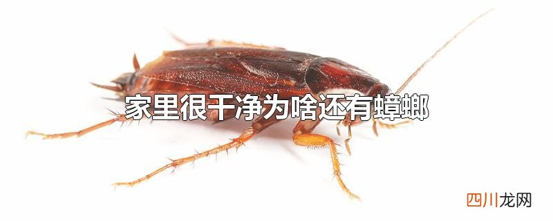 家里很干净为啥还有蟑螂