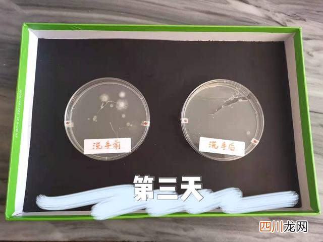 关于洗手与细菌的小实验 培养细菌的科学小实验，让孩子直观理解洗手的重要性