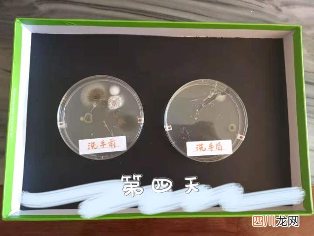 关于洗手与细菌的小实验 培养细菌的科学小实验，让孩子直观理解洗手的重要性