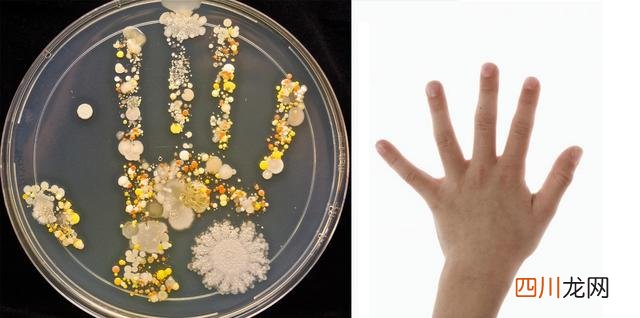 关于洗手与细菌的小实验 培养细菌的科学小实验，让孩子直观理解洗手的重要性