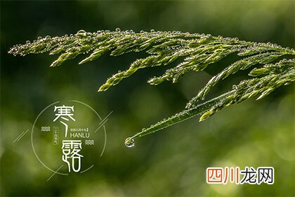 寒露节气的由来含义是什么？寒露跟白露的区别是什么？