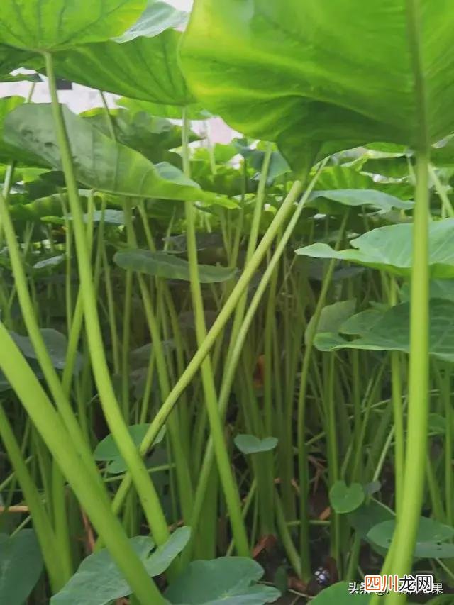 种植什么挣钱 在农村种植什么赚钱快