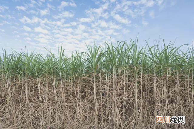 种植什么挣钱 在农村种植什么赚钱快