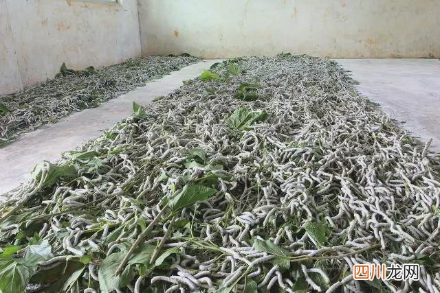 种植什么挣钱 在农村种植什么赚钱快