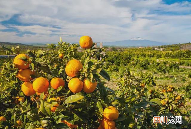 种植什么挣钱 在农村种植什么赚钱快