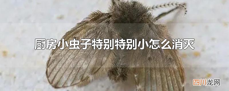 厨房小虫子特别特别小怎么消灭