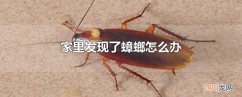 家里发现了蟑螂怎么办