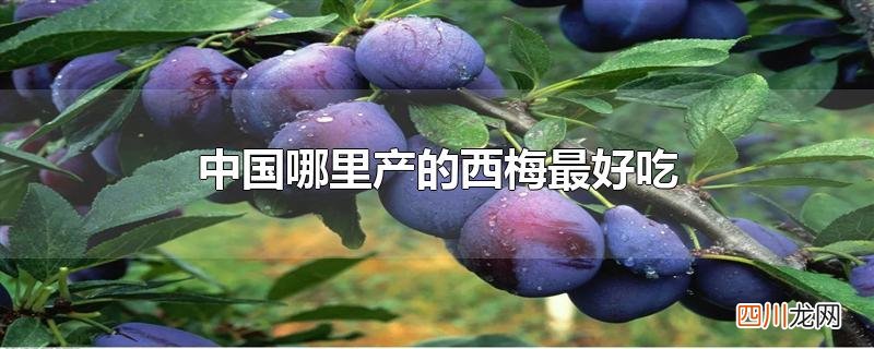 中国哪里产的西梅最好吃