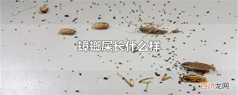 蟑螂屎长什么样