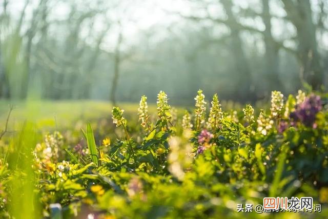 冬去春来,草长莺飞 春草生，情思长